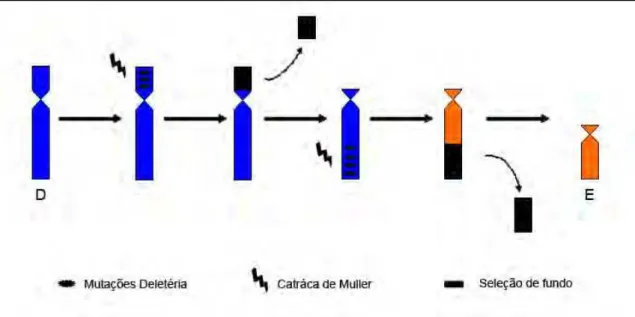 Figura 7: Esquema da formação do Cromossomo E, onde a catraca de Muller e a seleção de 
