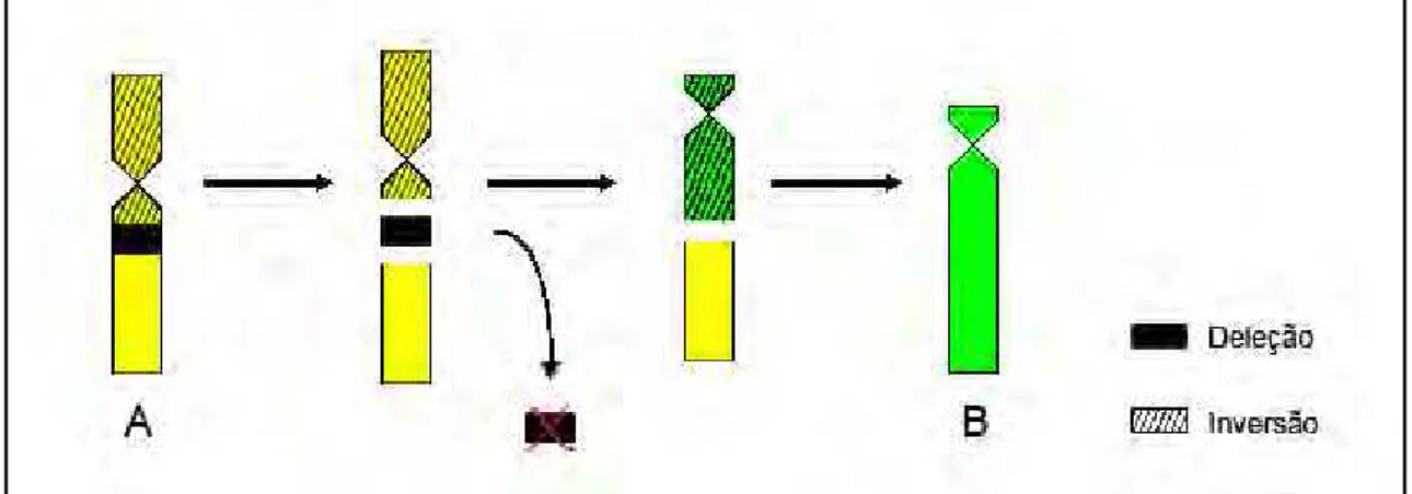 Figura 8: Esquema da formação do Cromossomo B, a partir do cromossomo A já afetado pela 