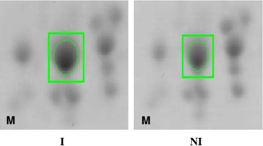 Figura 1. Spots diferencialmente expressos no genótipo AND 277 inoculado (I)  com esporos de P