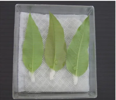 Figura 1.   Caixa  plástica  do  tipo  gerbox  contendo  as  folhas  do  clone  6061  (Eucalyptus  urophylla  x  E