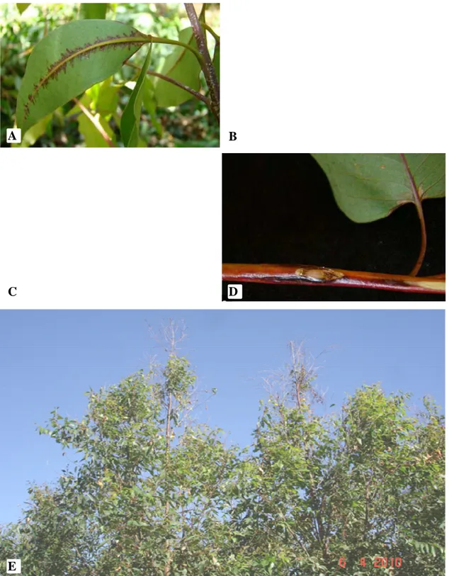 Figura 2. Sintomas da seca de ponteiros do eucalipto causada por Erwinia psidii. A-  Mancha de aspecto encharcado, lesão do ramo e bronzeamento da nervura  afetada; B- secamento de folhas e ramos; C- escurecimento da medula; D-  exsudação macroscópica ; E-