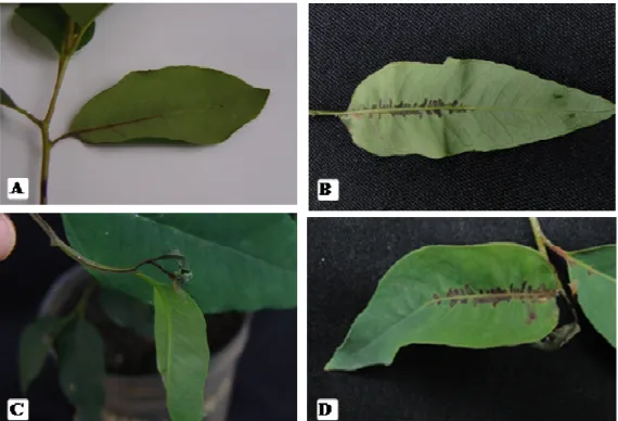 Figura 3. Sintomas em mudas suscetíveis à Erwinia psidii do clone 6061 (Eucalyptus 
