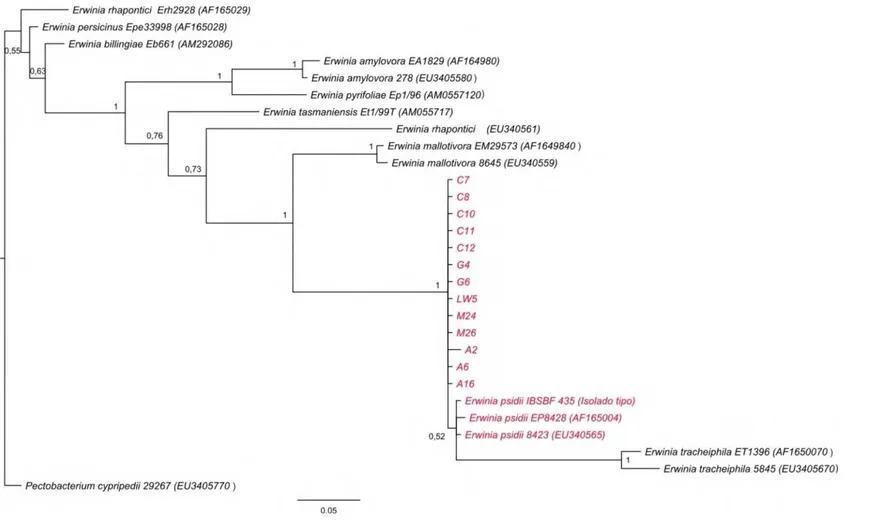 Figura 6. Árvore filogenética construída para as sequências do gene gapA pelo método de Inferência Bayesiana