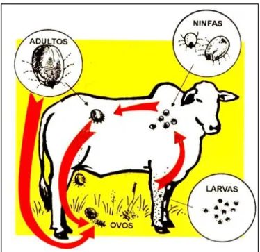 Figura 1: Ciclo de vida do carrapato Rhipicephalus microplus. 