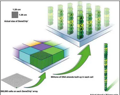 Figura 3: Demonstração da disposição das células ( cells ) nos chips de microarranjo  da Affymetrix ( GeneChips )