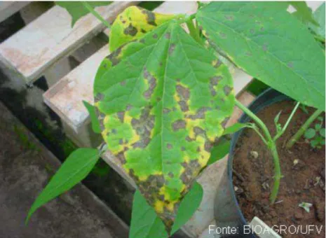 Figura  1.  Sintoma  foliar  de  mancha  angular  do  feijoeiro,  incitada  por  Pseudocercospora griseola, no cultivar suscetível Pérola