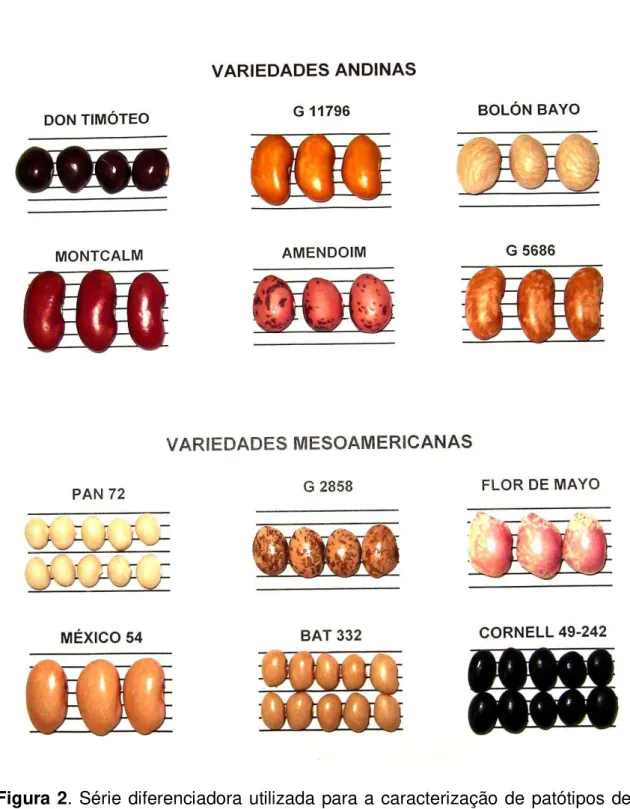 Figura 2. Série diferenciadora utilizada para a caracterização de patótipos de  Pseudocercospora  griseola,  constituída  de  12  variedades  de  feijão:  seis Andinas e seis Mesoamericanas