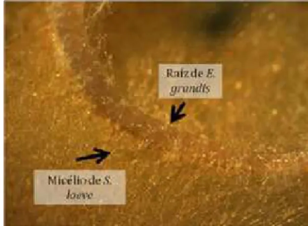 Figura 4. Hifas fúngicas de Scleroderma laeve colonizando a superfície de raiz de 