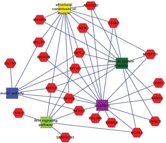 Figure 1. Functional gene networks and their interactions. It describes the relationships  between 16 differentially expressed genes and other five included (in red), there are five  important muscle development related subnets; motor activity (in blue), s