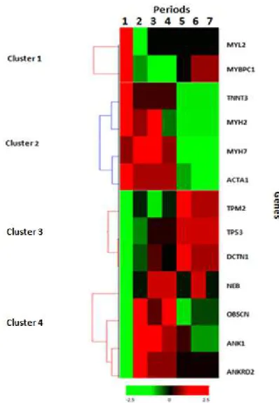 Figure 2. Unsupervised hierarchical clustering of muscle DEG expression levels across  all seven periods (1-4 prenatal, 21, 40, 70 and 90 days of pregnancy respectively and  5-7 postnatal, 105-7, 121 and 15-71 days after birth)