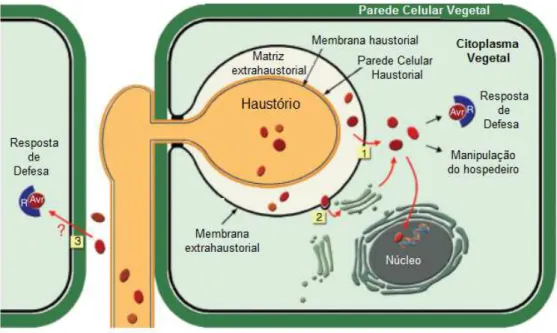 Figura 1 – A interface haustório-hospedeiro. Esquema de um haustório dentro de  uma célula hospedeira mostrando a membrana extra-haustorial e a  matriz extra-haustorial