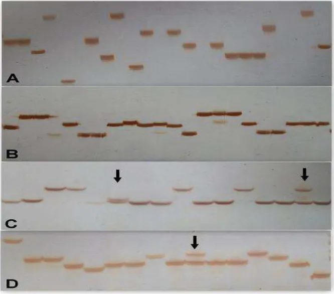 Figura 5. Imagens de amplificações realizadas com o conjunto de &#34;primer SSR&#34; umc1035 (A),  bnlg1028 (B), umc1894 (C) e umc1656 (D) utilizando DNA genômico de linhagens de milho