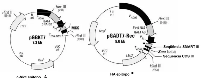 Figura 1.  Mapa físico dos vetores pGBKT7 e pGAKT7-REC. O vetor pGBKT7  expressa proteínas fusionadas ao domínio de ligação ao DNA de GAL4
