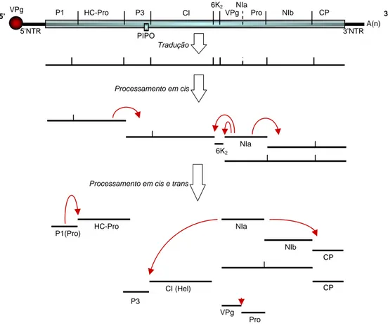 Figura 1. Representação esquemática da organização e expressão do genoma de um  potyvírus