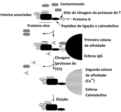 Figura 2. Representação esquemática do procedimento de purificação por afinidade em  tandem (TAP)