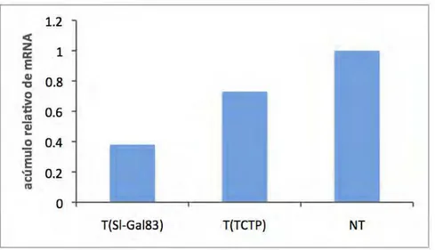 Figura 9. Expressão relativa normalizada dos mRNAs de Sl-GAL83 e TCTP nas plantas  transformadas com alterações fenotípicas