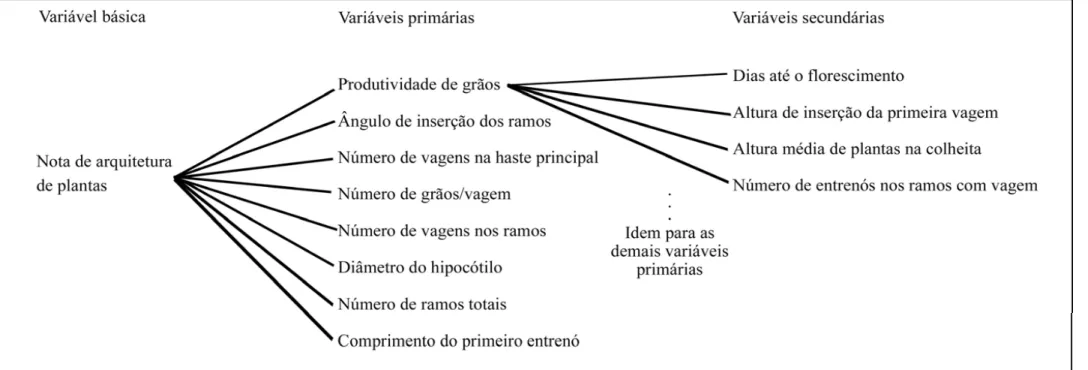 Figura 1 - Diagrama causal ilustrativo dos efeitos diretos e indiretos das variáveis primárias (produtividade de grãos, ângulo de inserção dos ramos, número de vagens na haste  principal, número de grãos/vagem, número de vagens nos ramos, diâmetro do hipoc