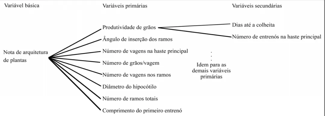 Figura 2 - Diagrama causal ilustrativo dos efeitos diretos e indiretos das variáveis primárias (produtividade de grãos, ângulo de inserção dos ramos, número de vagens na haste  principal, número de grãos/vagem, número de vagens nos ramos, diâmetro do hipoc