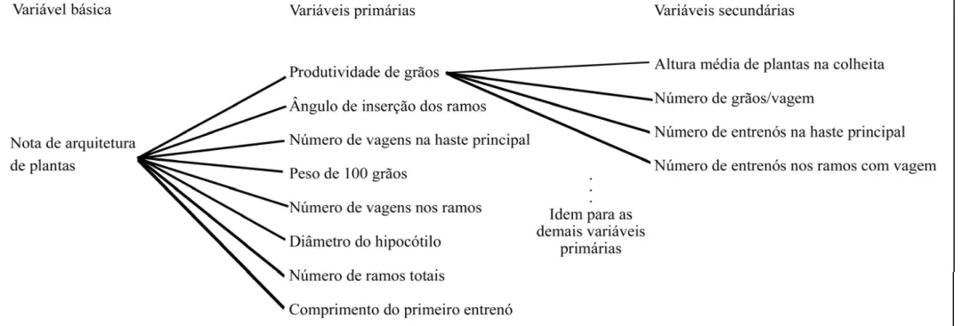Figura 3 - Diagrama causal ilustrativo dos efeitos diretos e indiretos das variáveis primárias (produtividade de grãos, ângulo de inserção dos ramos, número de vagens na haste  principal, peso de 100 grãos, número de vagens nos ramos, diâmetro do hipocótil