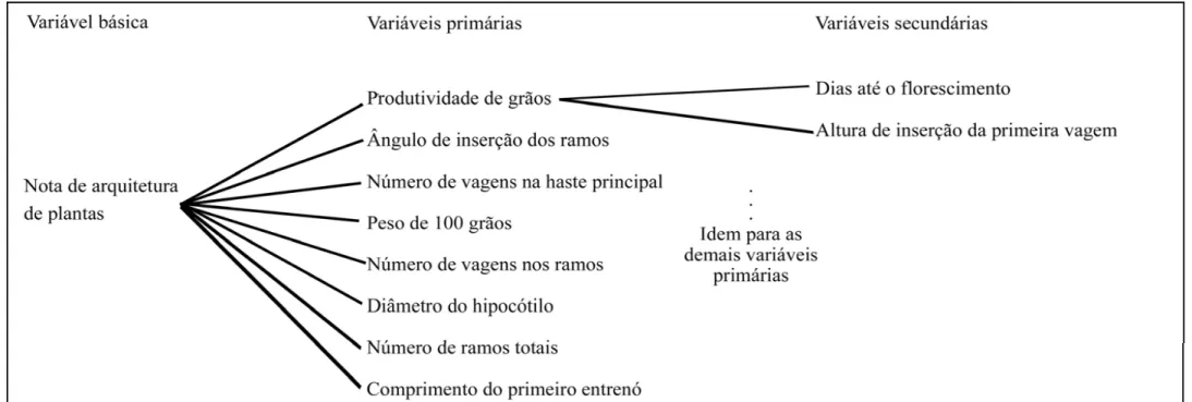 Figura 4 - Diagrama causal ilustrativo dos efeitos diretos e indiretos das variáveis primárias (produtividade de grãos, ângulo de inserção dos ramos, número de vagens na haste  principal, peso de 100 grãos, número de vagens nos ramos, diâmetro do hipocótil