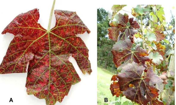Figura -2: Folha de ‘Cabernet Sauvignon’ com sintomas severos de enrolamento da  folha da videira (GLRaV-3) (A) e um ramo da mesma planta (B)