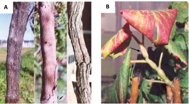 Figura 4 – Sintomas de infeção por GVA: (A) Videiras com acanaluras do lenho; e  (B) Planta com intumescimento dos ramos