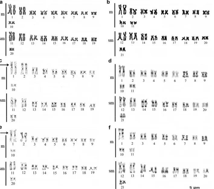 FIG. 2. Giemsa-stained and C-banded karyotypes of  Hoplias malabaricus . (a)  conventional Giemsa-stained karyotype of populations from Pandeiros and  Pará rivers, (b) samples from Jacaré River and Tombadouro Creek, (c)  C-banded karyotypes of males from P