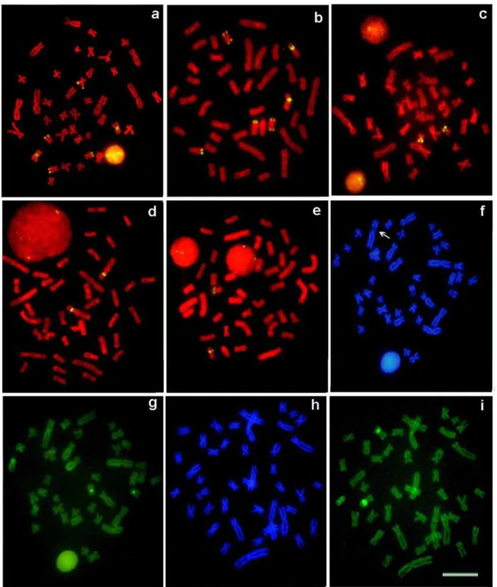 FIG. 3. Metaphase chromosome spreads of  Hoplias malabaricus  after FISH  with 18S and 5S rDNA probes and DAPI/Chromomycin A3 staining