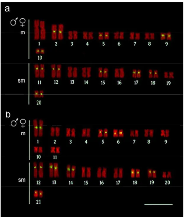 FIG. 5. Karyotypes of  Hoplias malabaricus  samples from (a) Pará and  Pandeiros rivers and (b) Tombadouro Creek and Jacaré River arranged from  chromosomes probed with 5S Hind III-DNA counterstained with propidium  iodide