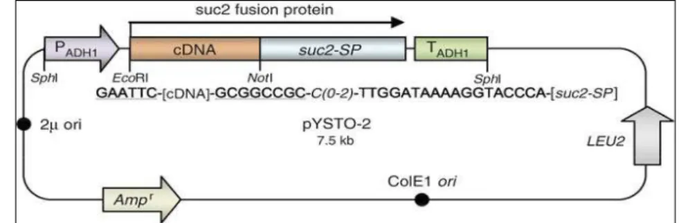 Figura 3 – Representação esquematica do vetor pYSTO-1 utilizado para a  clonagem das ORFs selecionadas, amplificadas a partir de cDNA,  para a comprovação da secreção pelo sistema YST (Lee