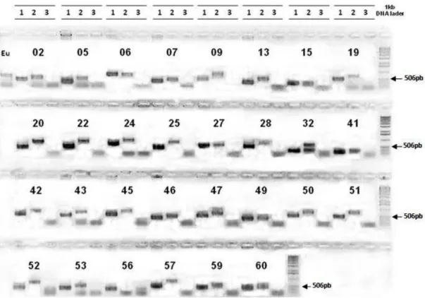 Figura 10 – Amplificação das ORF deduzidas a partir do DNA genômico de E.  grandis e P