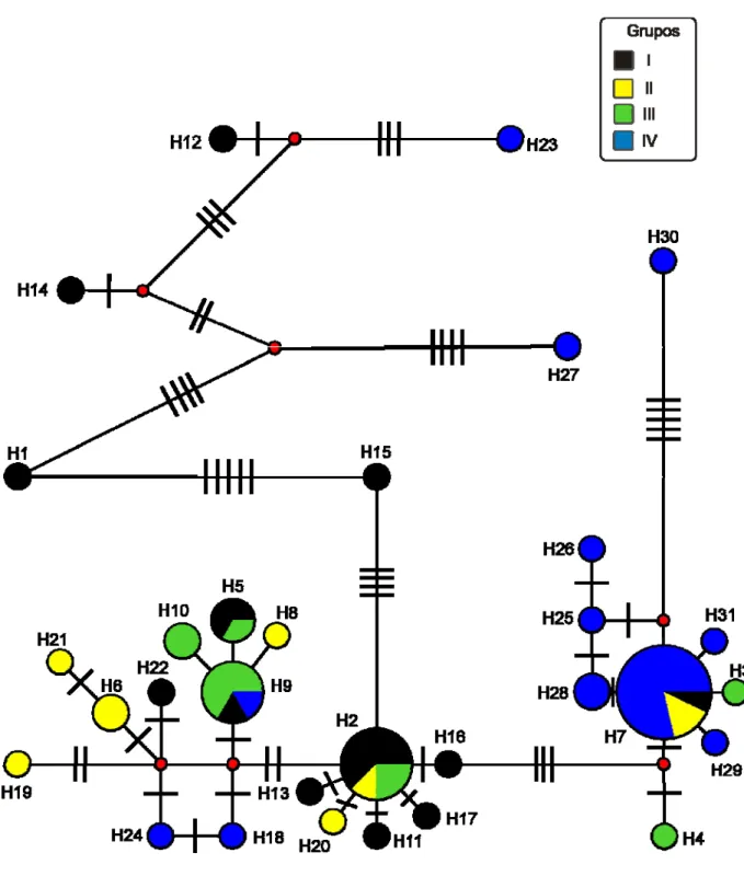 Figura 5 – Rede de haplótipos  median-joining  com base em sequências COI de  M. capixaba 