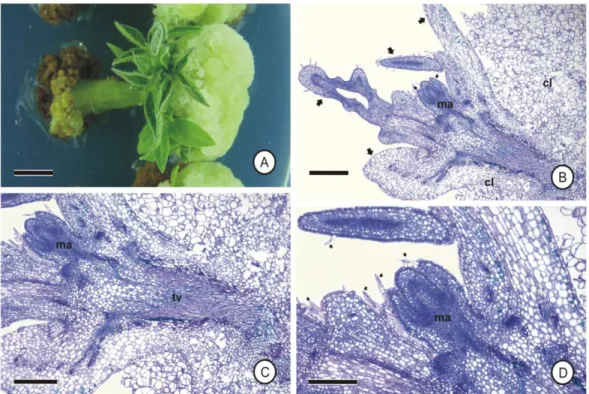 Figura 7. Organogênese na extremidade proximal de segmentos do epicótilo de 