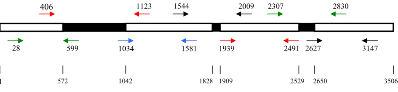 Figura 1 – Orientação e localização dos primers MYOG (setas acima do esquema) e  dos  primers MIOGIN (setas abaixo do esquema) em relação à seqüência  depositada no Genbank sob número de acesso X89007