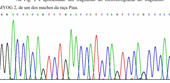 Figura 2 – Exemplificação do sequenciamento do fragmento MYOG 2 visualizado em  eletroferograma 