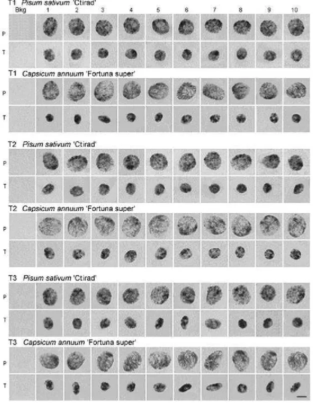 Figura 6  – Amostra do conjunto de imagens capturadas de núcleos de 