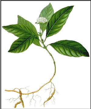 Figura 1 - Planta adulta de poaia (Psychotria ipecacuanha) 