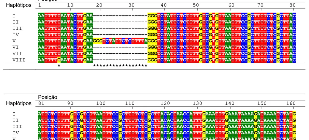Figura 5 - Alinhamento entre seqüências nucleotídicas de oito haplótipos do gene trnT-trnL de cloroplasto de Psychotria 