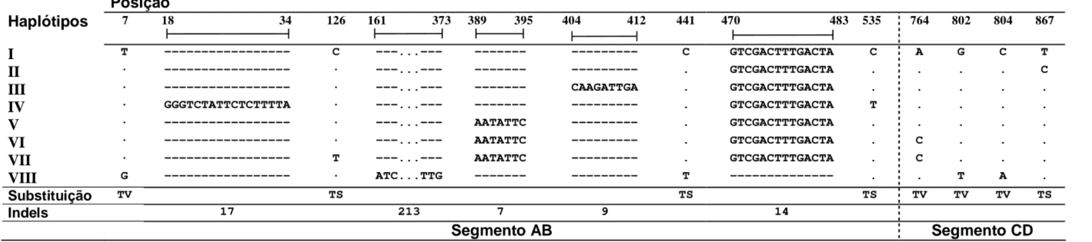 Figura 6 - Seqüências alinhadas do fragmento tnrT-tnrL do cpDNA de Psychotria ipecacuanha discriminando oito haplótipos  entre 40 seqüências obtidas