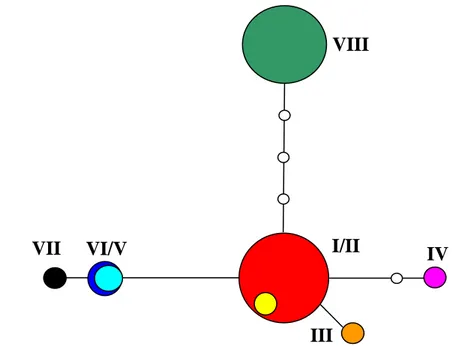 Figura 8 - Rede de haplótipos obtida exclusivamente com informações provenientes das  seqüências dos indivíduos da região do segmento AB do gene trnT-trnL, do genoma de  cloroplasto de Psychotria ipecacuanha
