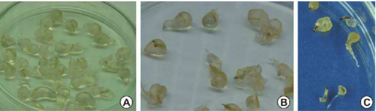 Figura 2. Ápices caulinares de cana-de-açúcar encapsulados expostos à secagem. A:  aspecto das cápsulas e dos explantes antes da exposição à secagem, umidade  inicial