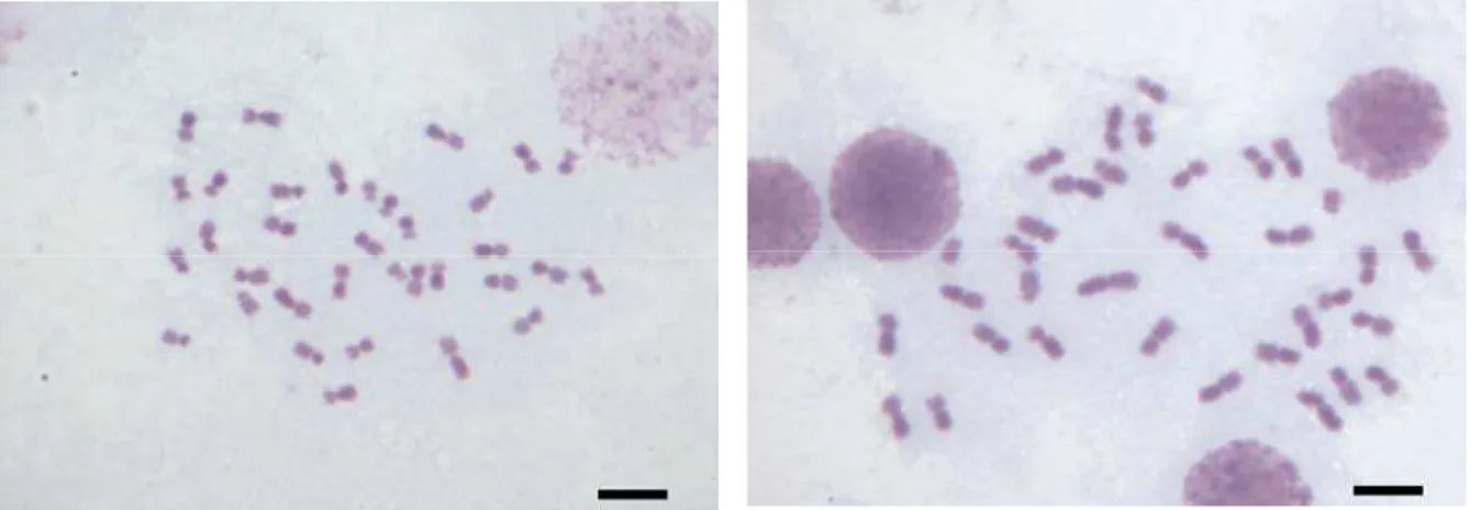 Figura 1: Cromossomos metafásicos de P. cupira (colônias GUI 2 [A] e GUI 3 [B], respectivamente) corados 