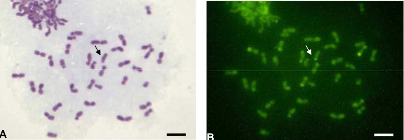 Figura 3: Cromossomos metafásicos de P. cupira (Colônia GUI 1) corados com Giemsa (A) e com CMA 3 (B)
