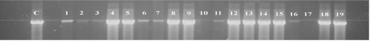 Figura 4: Padrão eletroforético do DNA genômico de indivíduos de P. cupira (colônia GUI 1) amplificados 