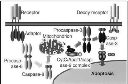Figura 1. Ilustração esquemática da via de sinalização da apoptose mediada por receptores  de morte nas células da granulosa dos folículos ovarianos de porcas, proposta por  Manabe et al