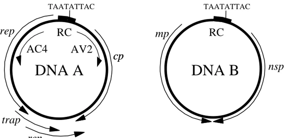 Figura 1. Representação esquemática do genoma de um begomovírus típico.  Os círculos representam o genoma viral, constituído por dois componentes  (DNA-A e DNA-B), cada um com aproximadamente 2.600 nucleotídeos