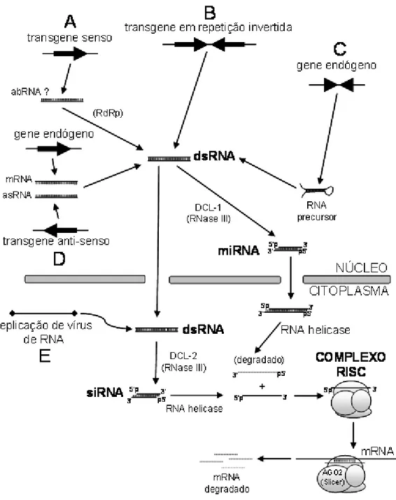 Figura 2. Representação esquemática abordando os diferentes mecanismos  sugeridos para a ocorrência de silenciamento gênico, o qual pode ser induzido  por trangenes  sense  e/ou  antisense   (A, D), repetições invertidas (B), genes  endógenos (C) e também 