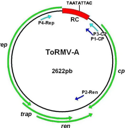 Tabela 1. Oligonucleotídeos utilizados na amplificação de fragmentos do clone  pUb1-G1 para construção do vetor viral pToR-A1.4 ΔCP