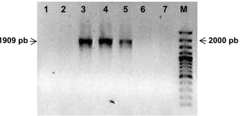 Figura 7. Análise eletroforética em gel de agarose (0,8%) do PCR de colônia  para confirmação da clonagem do fragmento de 1.909 pb