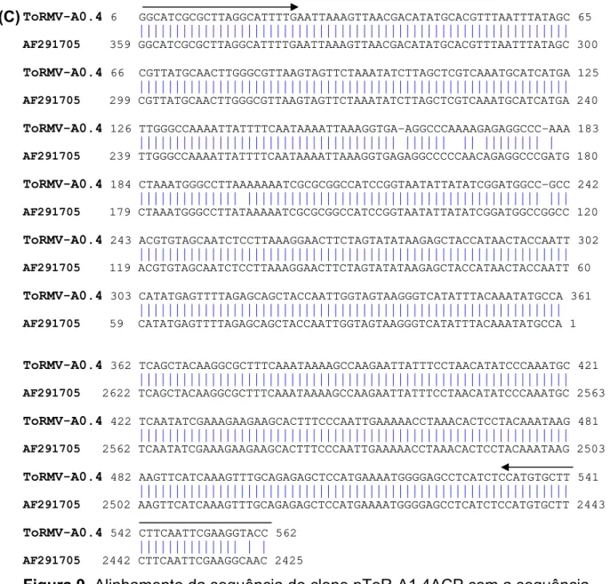 Figura 9. Alinhamento da sequência do clone pToR-A1.4 ΔCP com a sequência  depositada no  GenBank  (AF291705 – sequência completa do DNA-A do  ToRMV) e com a sequência do pKS+ (X52327)